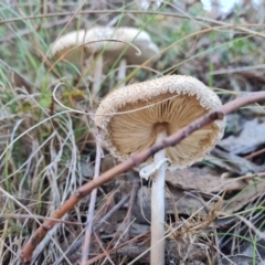 Macrolepiota dolichaula (Macrolepiota dolichaula) at Isaacs Ridge - 21 Apr 2024 by Mike