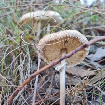 Macrolepiota dolichaula (Macrolepiota dolichaula) at Isaacs, ACT - 21 Apr 2024 by Mike