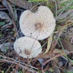 Macrolepiota dolichaula at Isaacs Ridge and Nearby - 21 Apr 2024 11:16 AM