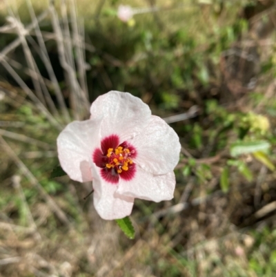 Pavonia hastata (Spearleaf Swampmallow) at Campbell, ACT - 21 Apr 2024 by SilkeSma