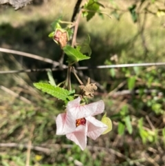 Pavonia hastata at Mount Ainslie to Black Mountain - 21 Apr 2024