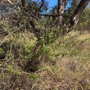 Pavonia hastata at Mount Ainslie to Black Mountain - 21 Apr 2024 11:30 AM