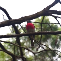 Petroica rosea (Rose Robin) at QPRC LGA - 18 Apr 2024 by LyndalT