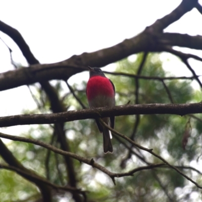 Petroica rosea (Rose Robin) at Greenleigh, NSW - 18 Apr 2024 by LyndalT