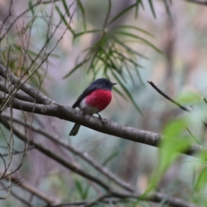 Petroica rosea at QPRC LGA - 18 Apr 2024