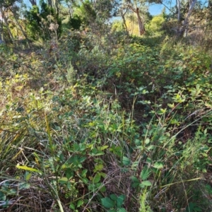 Rubus fruticosus species aggregate at Farrer Ridge - 21 Apr 2024