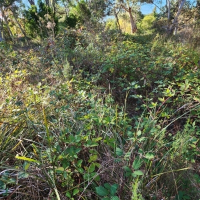 Rubus fruticosus species aggregate (Blackberry) at Farrer Ridge - 21 Apr 2024 by julielindner