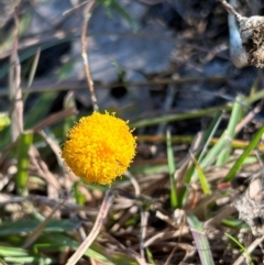 Leptorhynchos squamatus subsp. squamatus (Scaly Buttons) at Hume, ACT - 21 Apr 2024 by cosmowhite