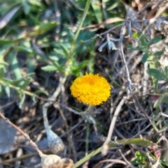 Leptorhynchos squamatus subsp. squamatus at Jerrabomberra Grassland - 21 Apr 2024