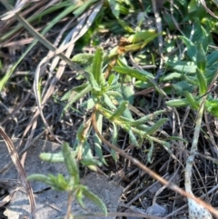 Leptorhynchos squamatus subsp. squamatus at Jerrabomberra Grassland - 21 Apr 2024
