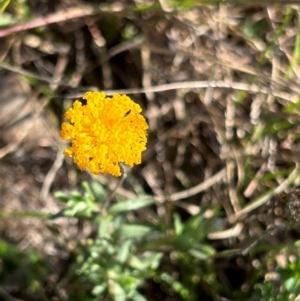 Leptorhynchos squamatus at Jerrabomberra Grassland - suppressed