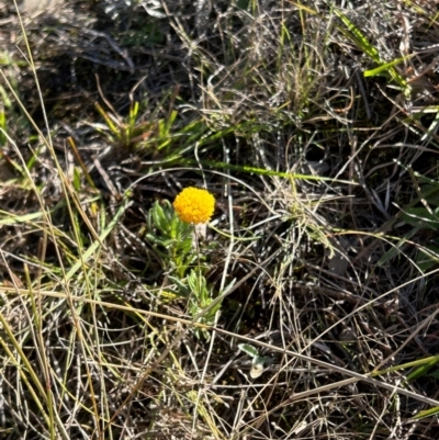 Unidentified Daisy at Jerrabomberra Grassland - 21 Apr 2024 by cosmowhite