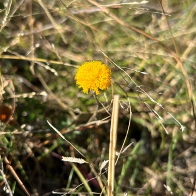 Leptorhynchos squamatus (Scaly Buttons) at Hume, ACT - 21 Apr 2024 by cosmowhite