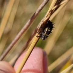 Coccinellidae (family) (Unidentified lady beetle) at Bungendore, NSW - 21 Apr 2024 by clarehoneydove