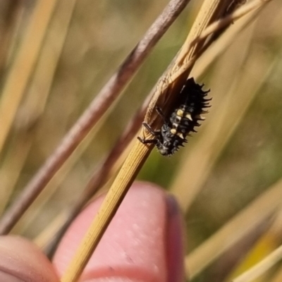 Coccinellidae (family) (Unidentified lady beetle) at QPRC LGA - 21 Apr 2024 by clarehoneydove