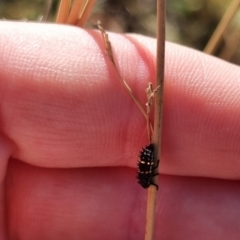 Coccinellidae (family) at QPRC LGA - 21 Apr 2024