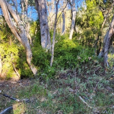 Billardiera heterophylla (Western Australian Bluebell Creeper) at Throsby, ACT - 21 Apr 2024 by julielindner