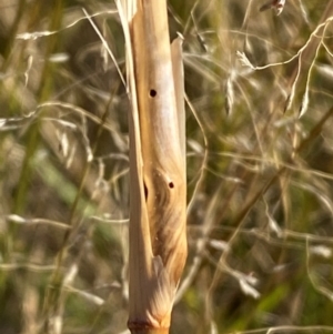 Tetramesa sp. (genus) at Jerrabomberra Creek - 21 Apr 2024