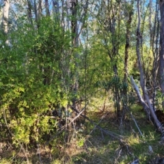 Unidentified Climber or Mistletoe at Throsby, ACT - 21 Apr 2024 by julielindner