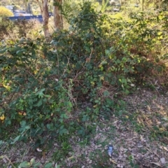 Rubus anglocandicans (Blackberry) at Farrer, ACT - 21 Apr 2024 by julielindner