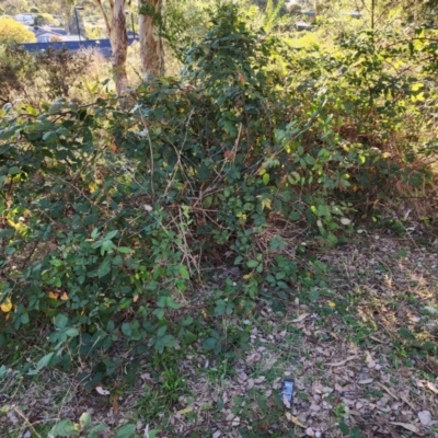 Rubus anglocandicans (Blackberry) at Farrer, ACT - 21 Apr 2024 by julielindner