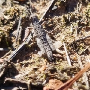 Coryphistes ruricola at QPRC LGA - 21 Apr 2024