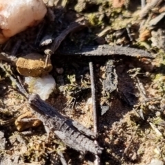 Coryphistes ruricola at QPRC LGA - suppressed