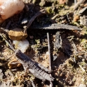 Coryphistes ruricola at QPRC LGA - suppressed