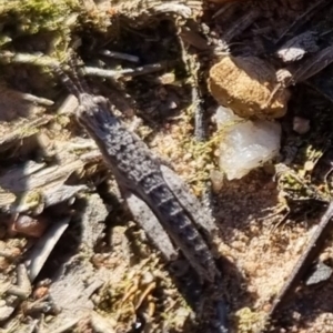 Coryphistes ruricola at QPRC LGA - suppressed