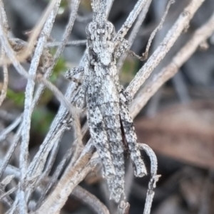 Coryphistes ruricola at QPRC LGA - 21 Apr 2024