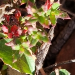 Coryphistes ruricola at QPRC LGA - 21 Apr 2024