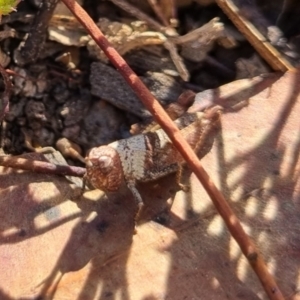 Acrididae sp. (family) at QPRC LGA - suppressed