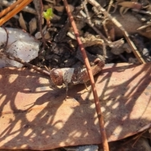 Acrididae sp. (family) at QPRC LGA - suppressed