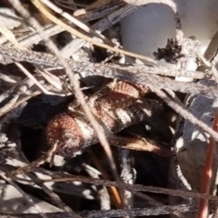 Acrididae sp. (family) at QPRC LGA - 21 Apr 2024