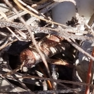 Acrididae sp. (family) at QPRC LGA - suppressed