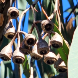 Eucalyptus longifolia at Mogo State Forest - 21 Apr 2024