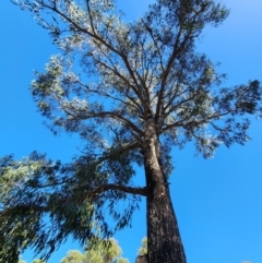 Eucalyptus longifolia at Mogo State Forest - 21 Apr 2024