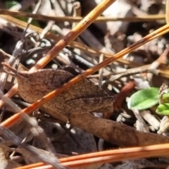 Goniaea sp. (genus) at Bungendore, NSW - 21 Apr 2024 by clarehoneydove