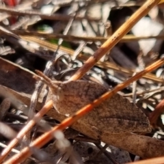 Goniaea australasiae at QPRC LGA - suppressed