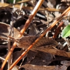 Goniaea australasiae at QPRC LGA - suppressed