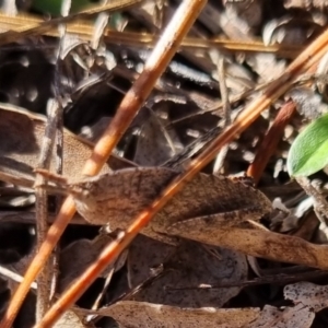 Goniaea australasiae at QPRC LGA - suppressed