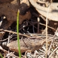 Goniaea australasiae at QPRC LGA - suppressed