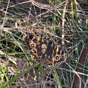 Junonia villida at Bruce Ridge to Gossan Hill - 21 Apr 2024