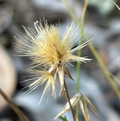 Vittadinia muelleri (Narrow-leafed New Holland Daisy) at Bruce Ridge to Gossan Hill - 21 Apr 2024 by JVR