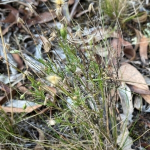 Vittadinia muelleri at Flea Bog Flat, Bruce - 21 Apr 2024