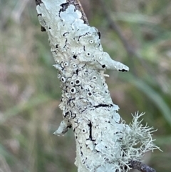 Parmeliaceae (family) (A lichen family) at Bruce Ridge to Gossan Hill - 21 Apr 2024 by JVR