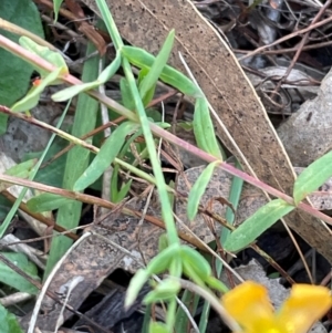 Hypericum gramineum at Flea Bog Flat, Bruce - 21 Apr 2024