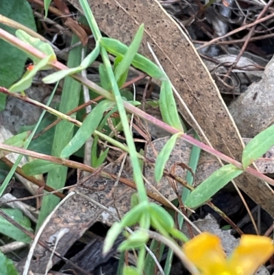 Hypericum gramineum (Small St Johns Wort) at Bruce, ACT - 21 Apr 2024 by JVR