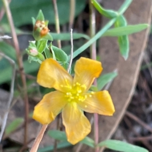 Hypericum gramineum at Flea Bog Flat, Bruce - 21 Apr 2024