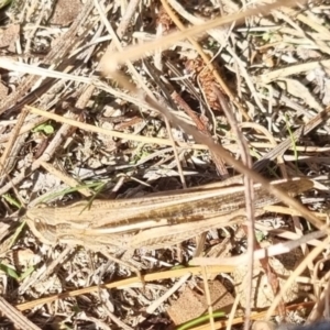 Schizobothrus flavovittatus at QPRC LGA - 21 Apr 2024